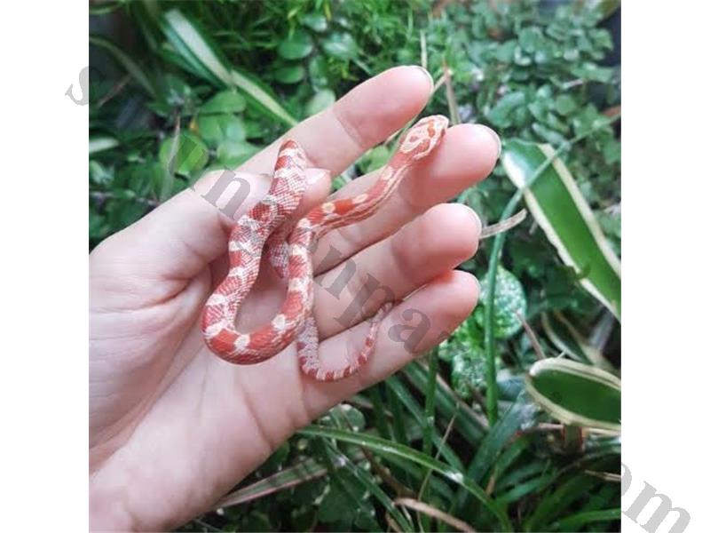 Corn Snake Yavru